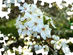 White, Flowers, trees, fruit, flourishing