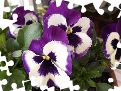 Flowers, purple, White, pansies