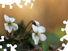 Flowers, fragrant violets, White