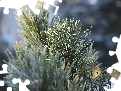 frozen, White frost, pine, twig