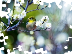 Flowers, Spring, Japanese White-eye, twig, Bird