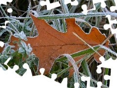 leaf, autumn, White frost, oak