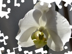 orchid, White