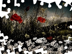 papavers, Flowers, Alpine Cerastium, Red, Field, White, clouds