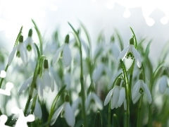 White, Flowers, snowdrops