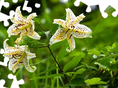 Tiger lily, Flowers, White