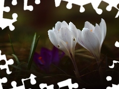 crocuses, Two cars, White