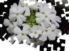 Flowers, Verbena garden, White