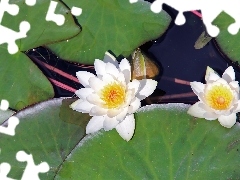 White, lilies, water