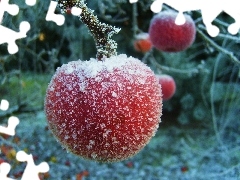 winter, apples, White frost