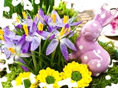 crocuses, Easter, Wild Rabbit