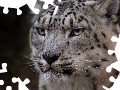cat, snow leopard, wild