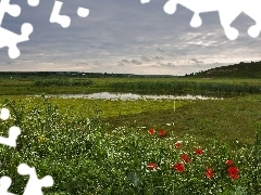 Wildflowers, Flowers, medows, field, brook