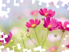 Cosmos, Pink, Flowers