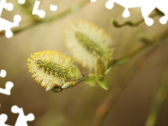 Willow, menopause, catkin