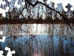 Willow, frozen, lake