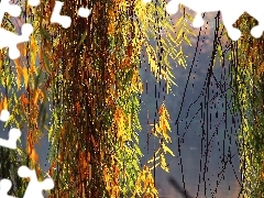 willow, color, Leaf