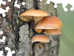 mushroom, bark, willow, an