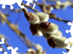 Willow, database, Twigs