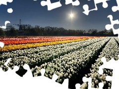 cultivation, sun, Windmill, tulips