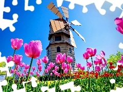 Meadow, Tulips, Windmill, Pink