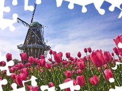 Tulips, Windmill