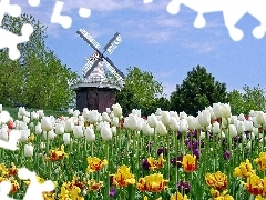 Windmill, Dutch, Tulips