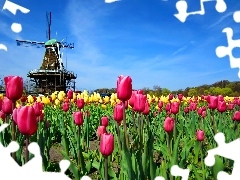 Windmill, Sky, Tulips