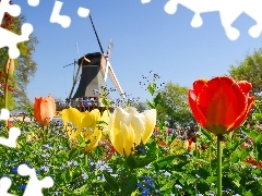 Tulips, Windmill