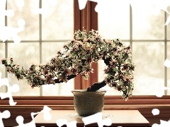 sapling, pot, Window, Bonsai