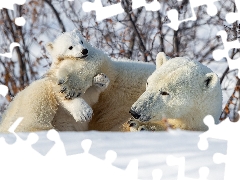 winter, Polar Bears