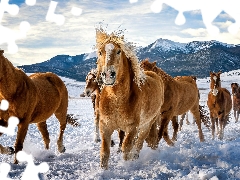 bloodstock, snow, Mountains, winter