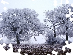 field, viewes, winter, trees