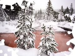 forest, lake, winter, Spruces