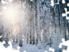 forest, sun, winter, rays