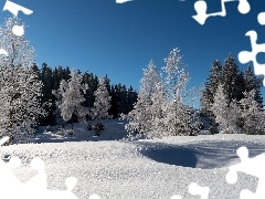 forest, winter