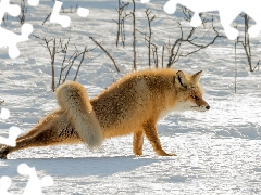 winter, ginger, Fox