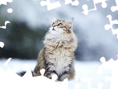 kitten, snow, winter, surprise