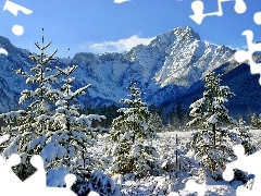 Mountains, Spruces, winter, forest