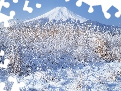 winter, snow, Plants