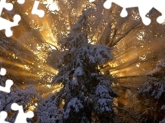 rays, spruce, winter, sun