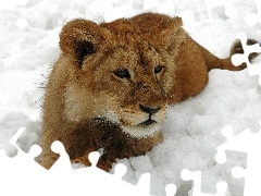 winter, Lion, snow