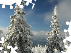 winter, Spruces, snow