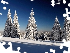 winter, Spruces, snow