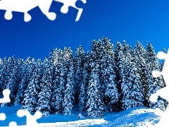 winter, Spruces, snow