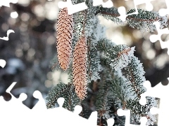 spruce, forest, winter, cones