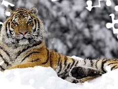 tiger, winter