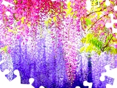 Wisteria Floral