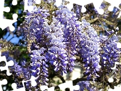 Wisteria, Blue, Flowers