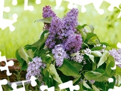 watering can, bouquet, without